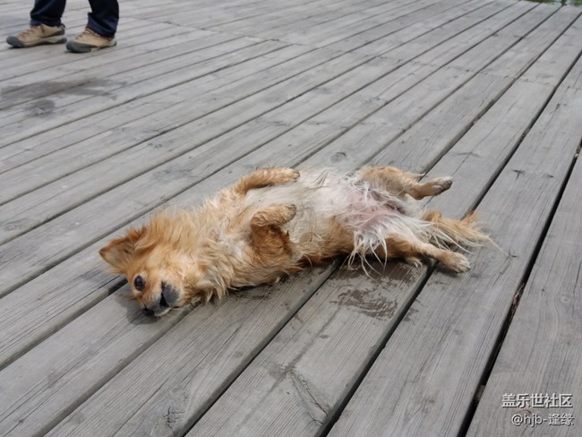 黛秀湖中的游泳健將