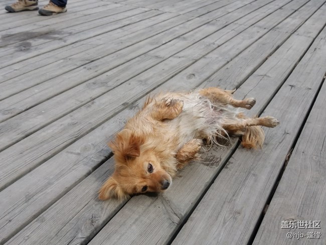 黛秀湖中的游泳健將