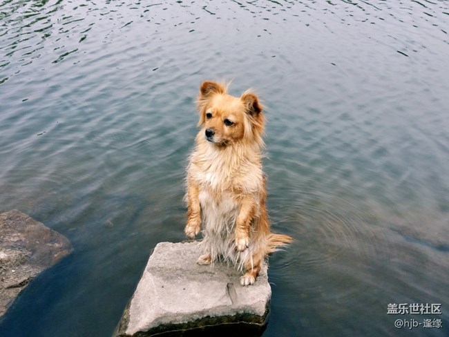 黛秀湖中的游泳健將