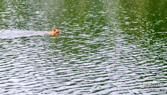 黛秀湖中的游泳健將