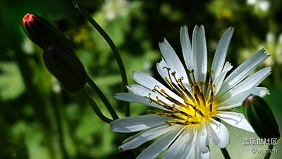 野花也瘋狂！