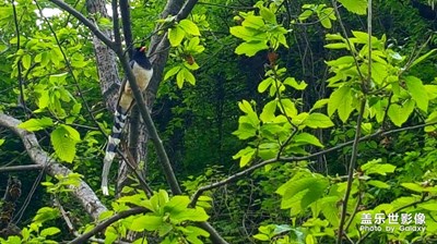 好久沒(méi)發(fā)照片了   湊個(gè)熱鬧