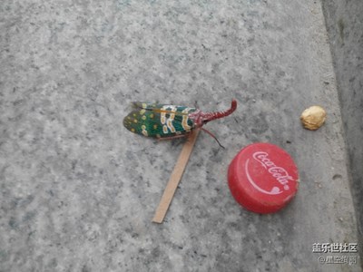 這個(gè)動(dòng)物叫什么？