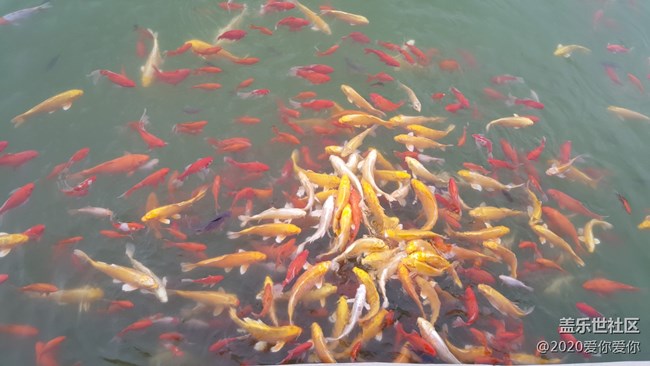 五顏六色的魚啊！