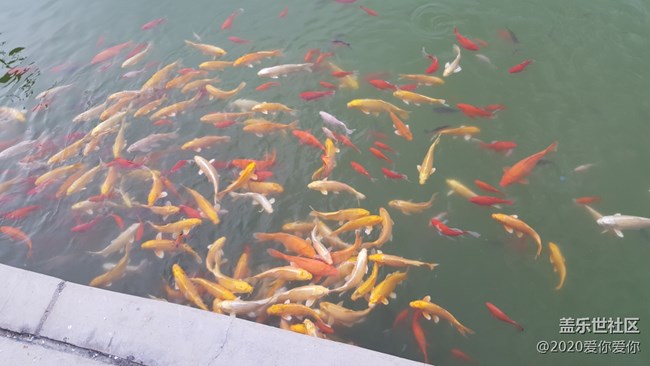 五顏六色的魚?。? title=