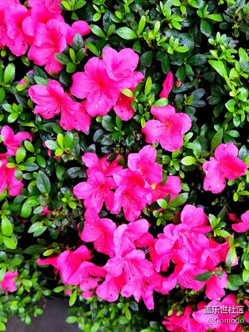 S8曬單……煙雨霧都