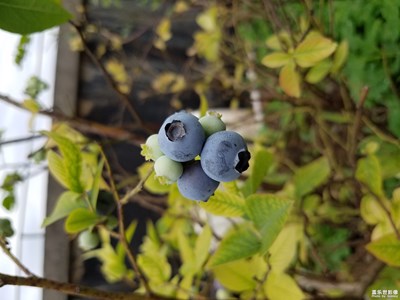 今年的藍(lán)莓結(jié)的好，個(gè)大
