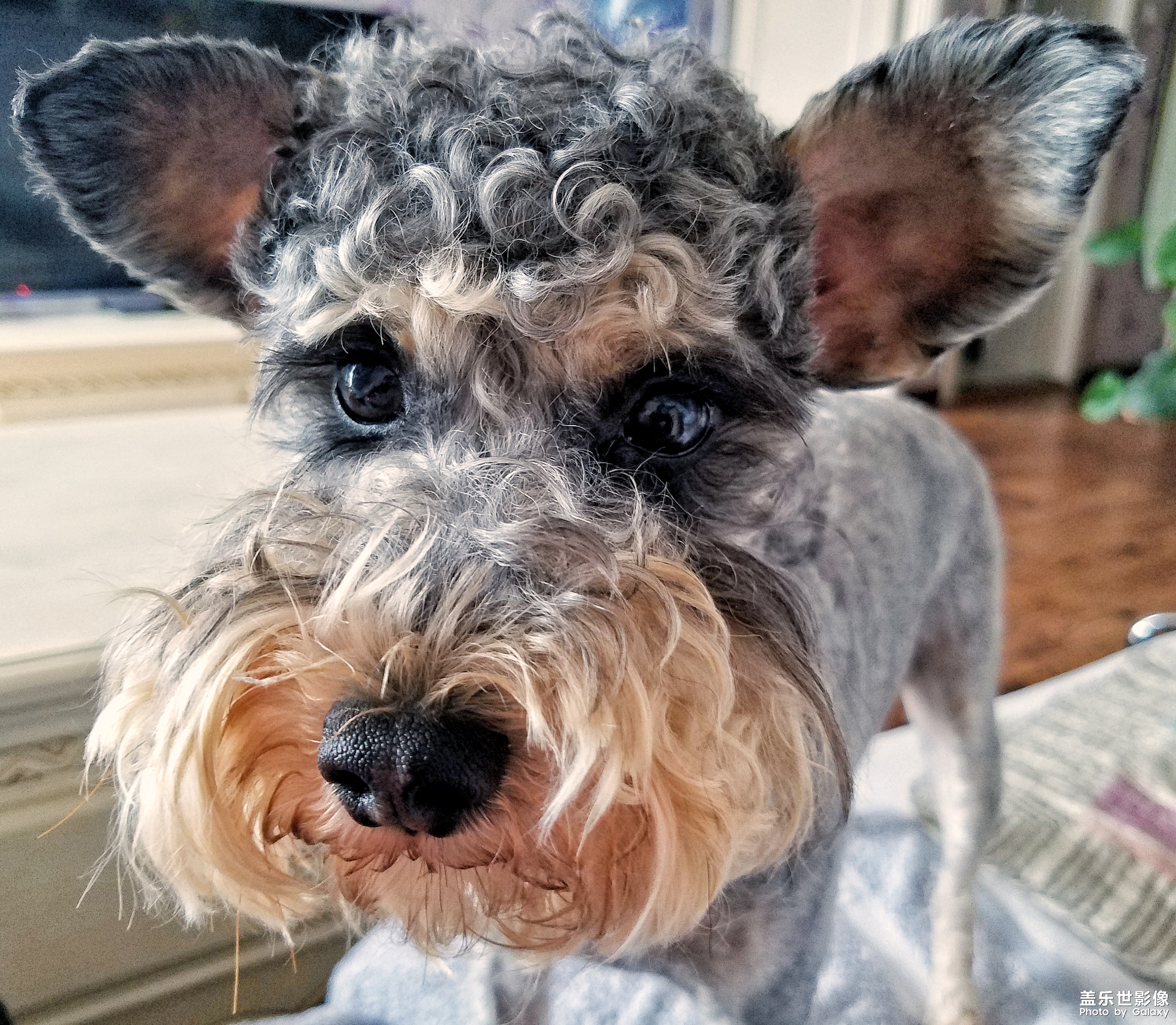 【三星蓋樂(lè)世 S7】又見(jiàn)啦啦