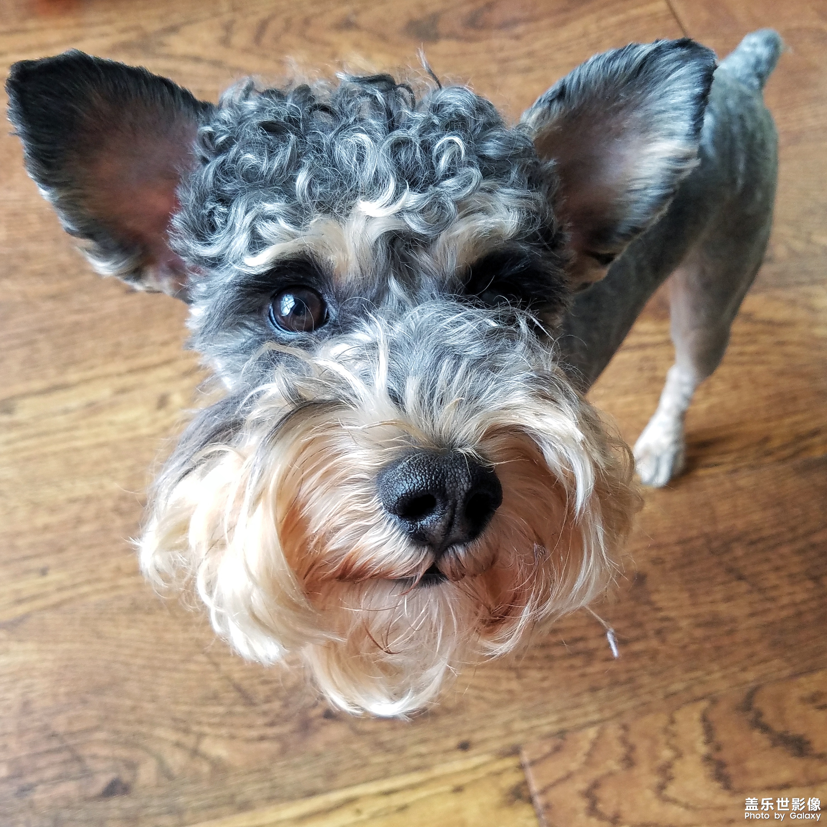 【三星蓋樂(lè)世 S7】又見(jiàn)啦啦