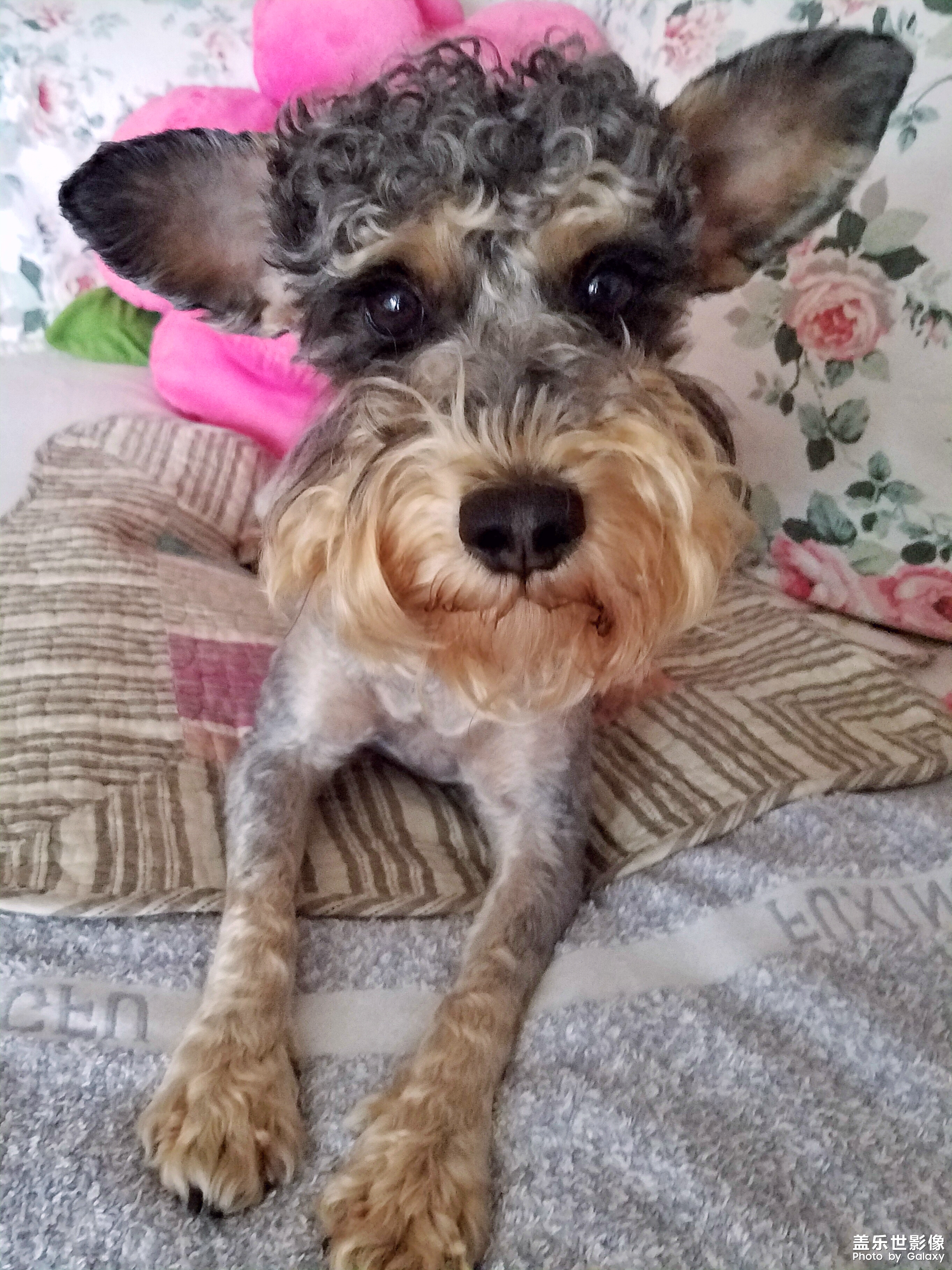 【三星蓋樂(lè)世 S7】又見(jiàn)啦啦