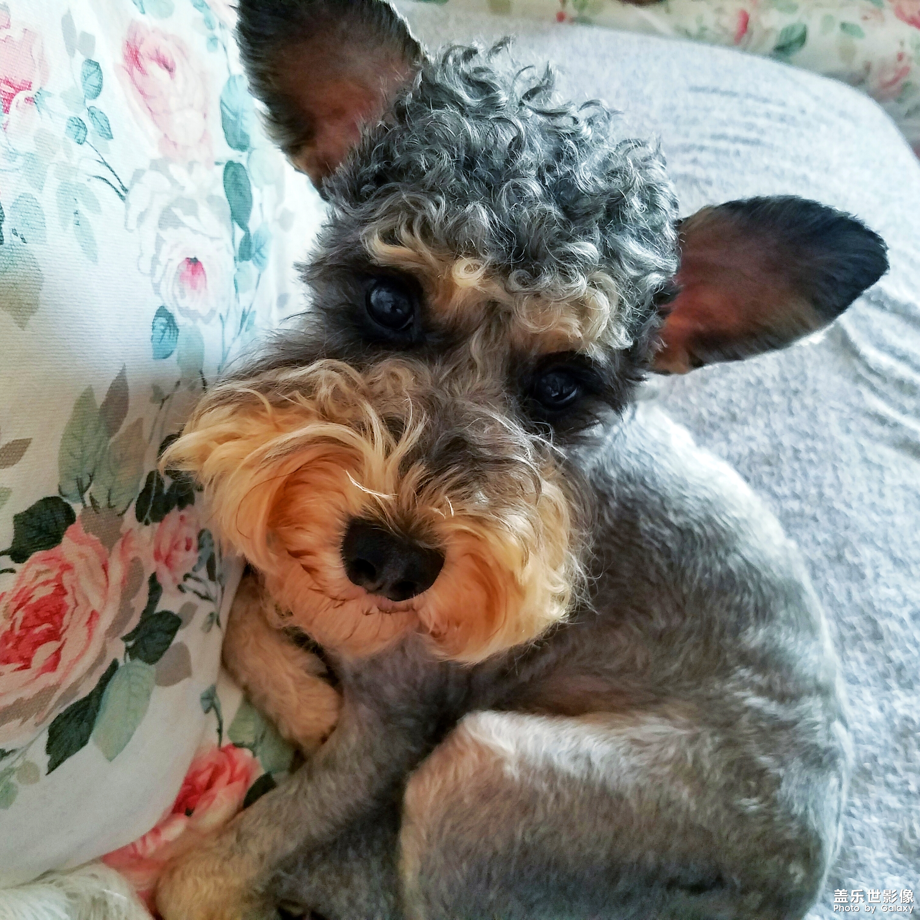 【三星蓋樂(lè)世 S7】又見(jiàn)啦啦