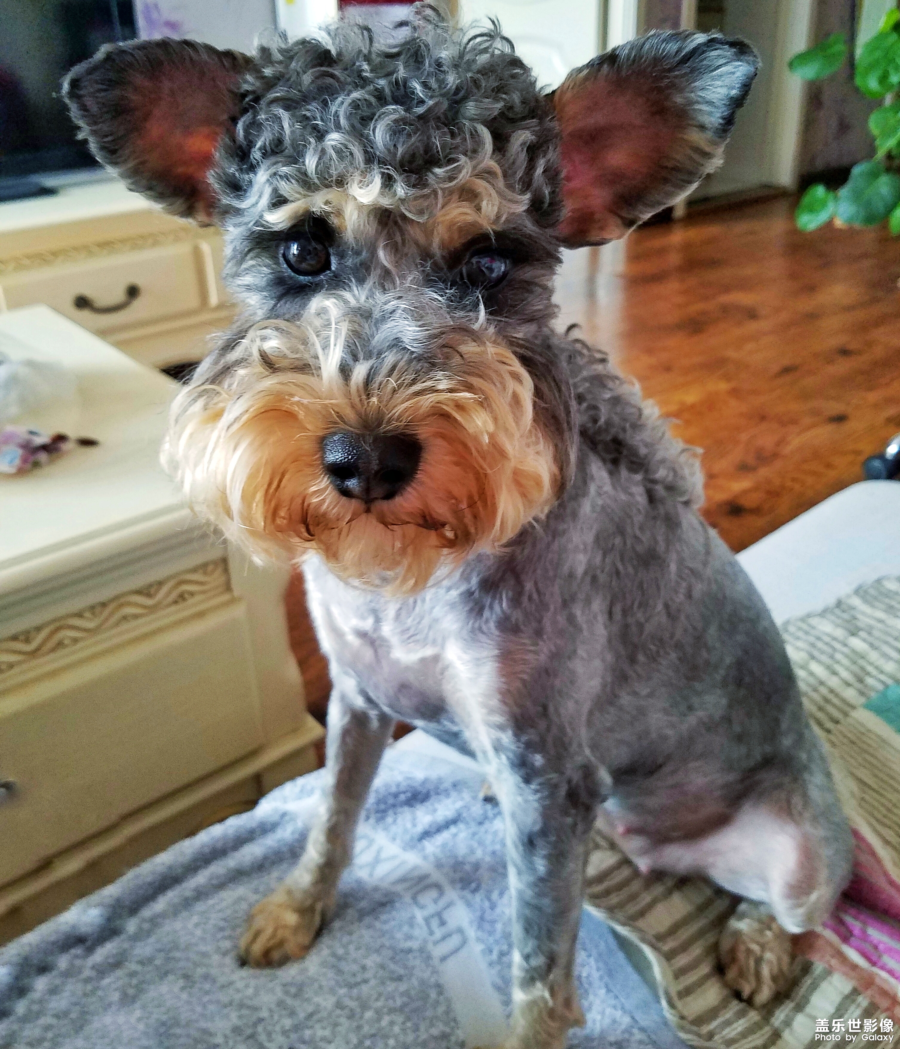 【三星蓋樂(lè)世 S7】又見(jiàn)啦啦