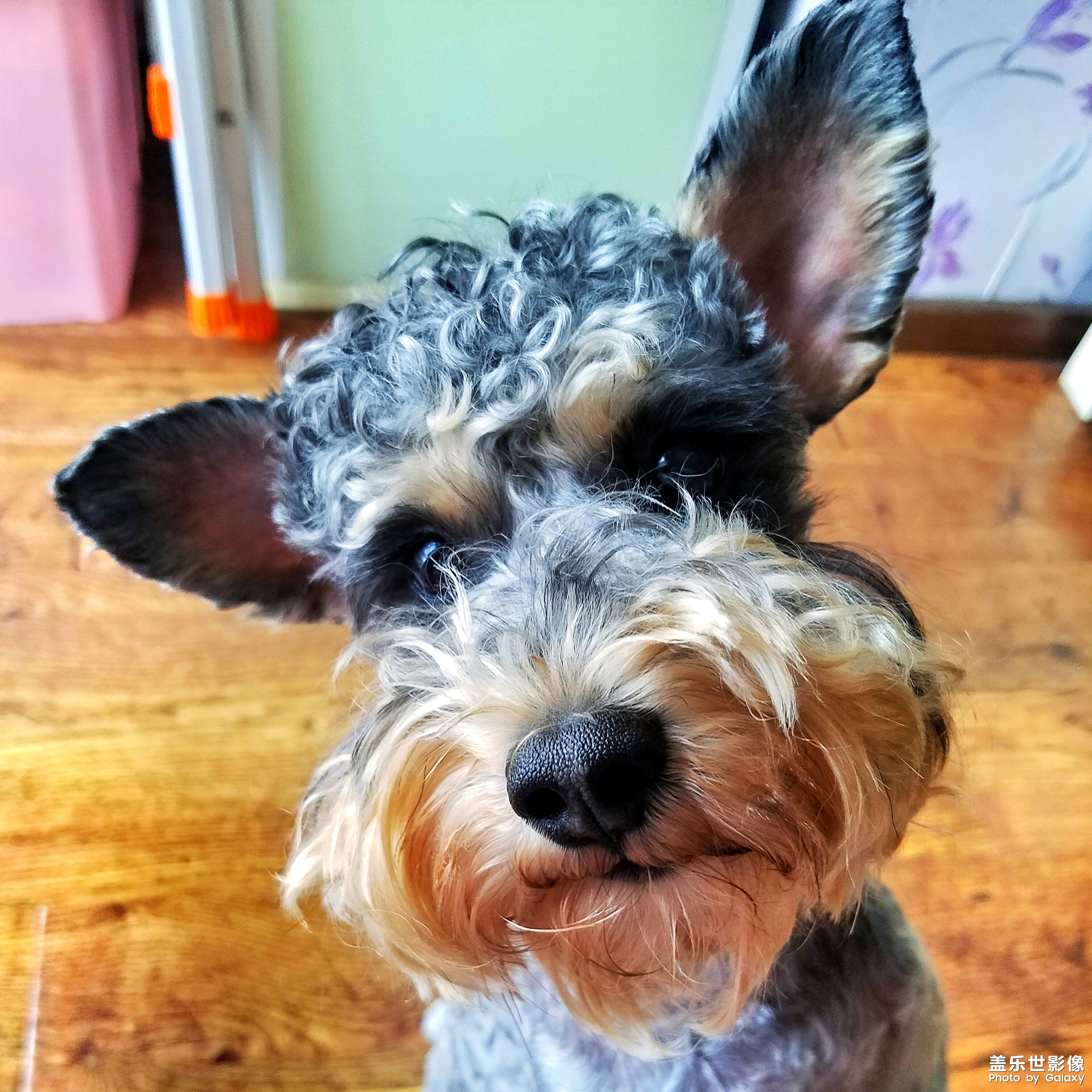 【三星蓋樂(lè)世 S7】又見(jiàn)啦啦