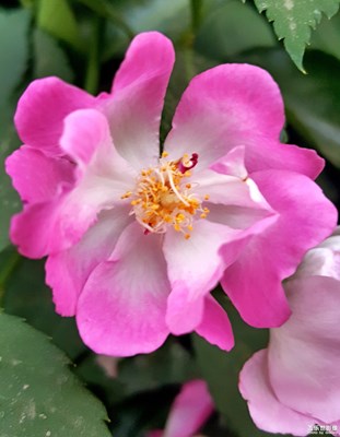 聽(tīng)花開(kāi)的聲音