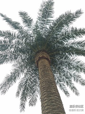 綠色植物