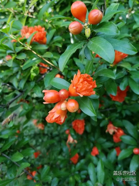 s8+拍的幾張照片，看起來還不錯