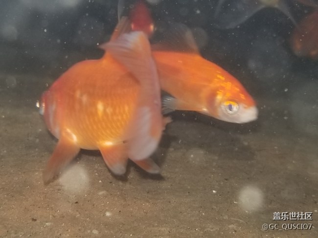 小8入手十天了，贈品今天也已經(jīng)領(lǐng)到了