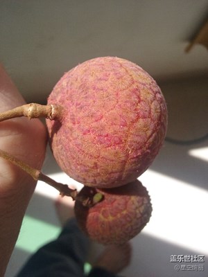 南國(guó)，荔枝，福建