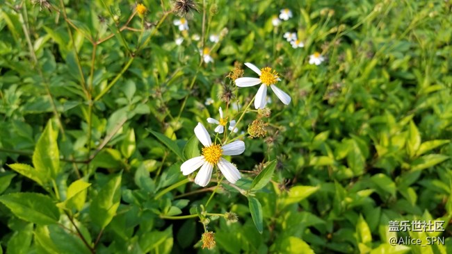 國行版三星S8用了一周，這幾件事我一定要告訴你