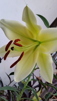 《清涼一夏》+山東+夏日的花