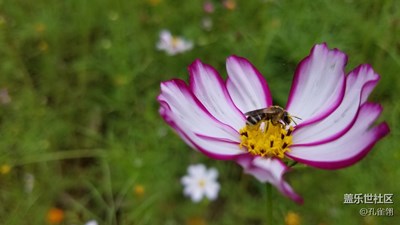 這是個花兒的季節(jié)