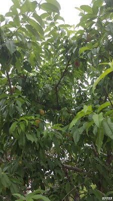 《清涼一夏》+上海河邊+桃樹蜻蜓