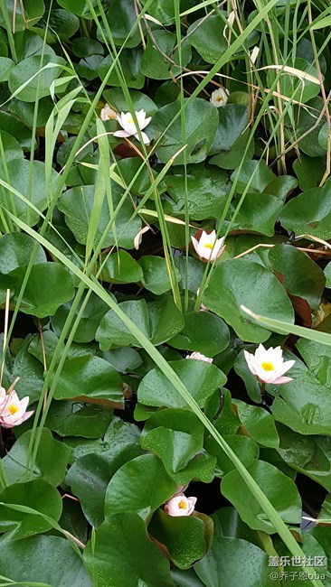 感覺牛5拍照還是這么依舊的強