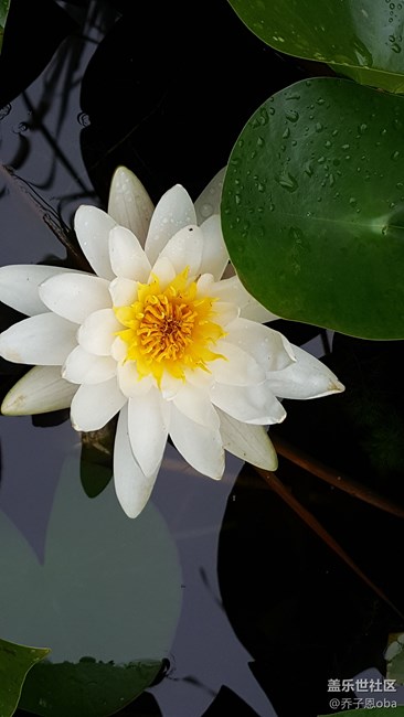 感覺牛5拍照還是這么依舊的強