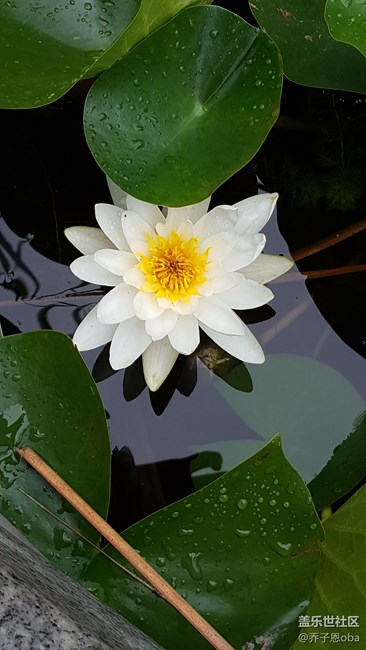 感覺牛5拍照還是這么依舊的強