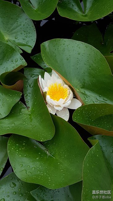 感覺牛5拍照還是這么依舊的強