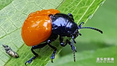 鏡頭里的初夏更涼爽