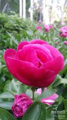 《清涼一夏》+伊寧市+芍藥芬芳沁心脾