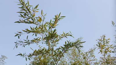 《清涼一夏》+江蘇鹽城+風(fēng)輕揚(yáng)，夏未央