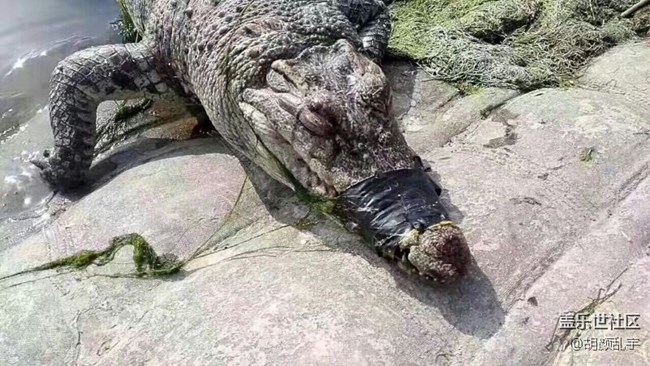 星粉周多長時間一次？