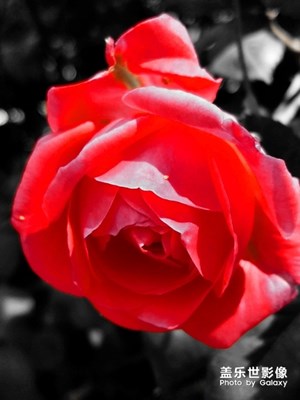 S7edge 豎拍的照片為什么上傳后就橫著了呢？