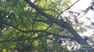 是誰惹得你嘰嘰喳喳叫個(gè)不停？