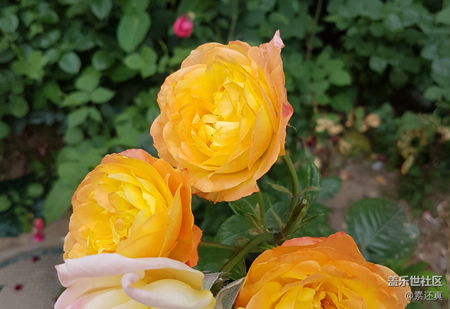 絕頂一覽眾山?。喝荊alaxy S8真實(shí)體驗(yàn)評(píng)測(cè)