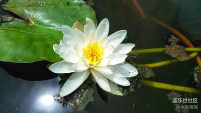大西北的妖嬈睡蓮