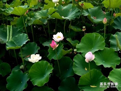 清涼夏天