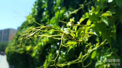 慢生活+烏魯木齊+爬山虎