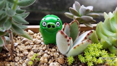 多肉小品