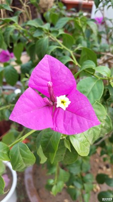 《慢生活》+泗水+我眼中的風(fēng)景