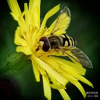 新機(jī)S8+皇帝版入手習(xí)拍一下昆蟲??