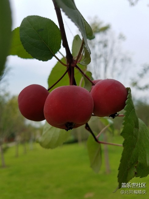 直板今天不發(fā)車我直播砸手機(jī)