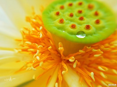 《慢生活》+北京+水映荷花別樣紅