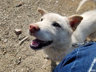 中華田園犬，看家護院神器