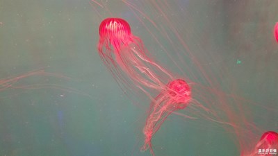 夢幻水母Jelly Fish