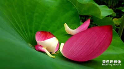 六月未央，有風過荷塘。