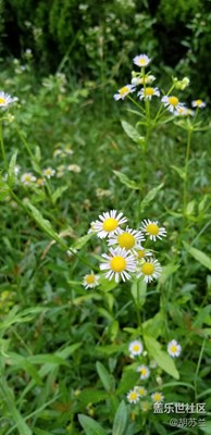 心里有陽光何懼傾盆大雨