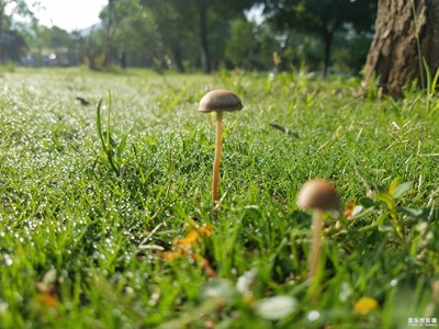 上班早點出門走走玄武湖